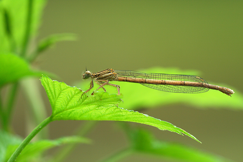 Oranje breedscheenjuffer | Platycnemis acutipennis