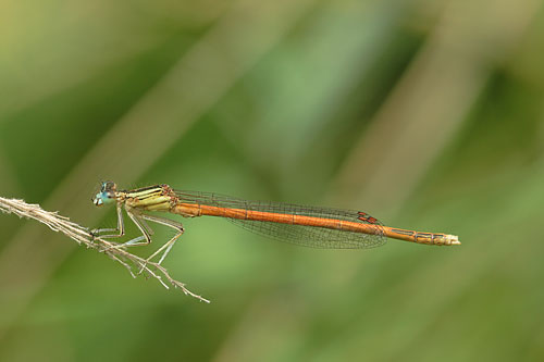 Oranje breedscheenjuffer | Platycnemis acutipennis