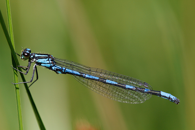 Mannetje Siberische waterjuffer | Coenagrion hylas (ssp. freyi)