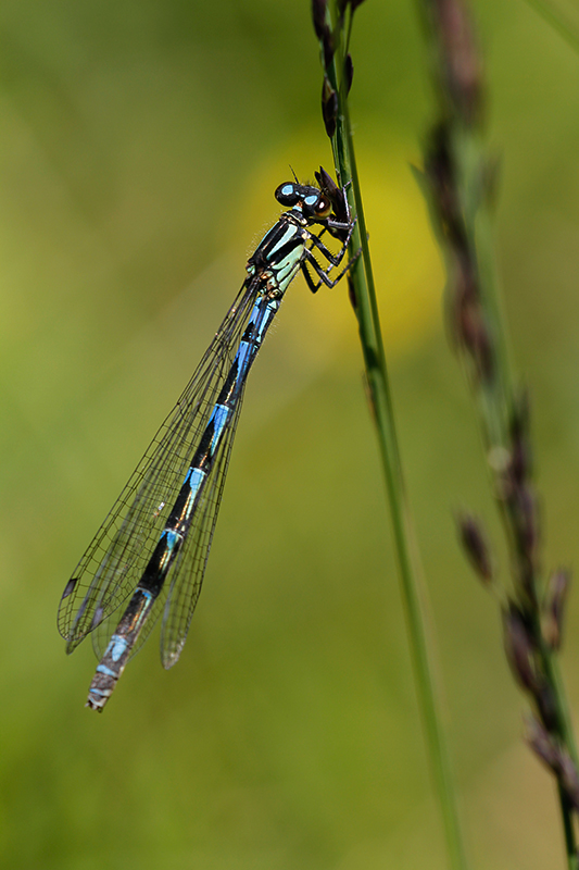 Vrouwtje Siberische waterjuffer | Coenagrion hylas (ssp. freyi)