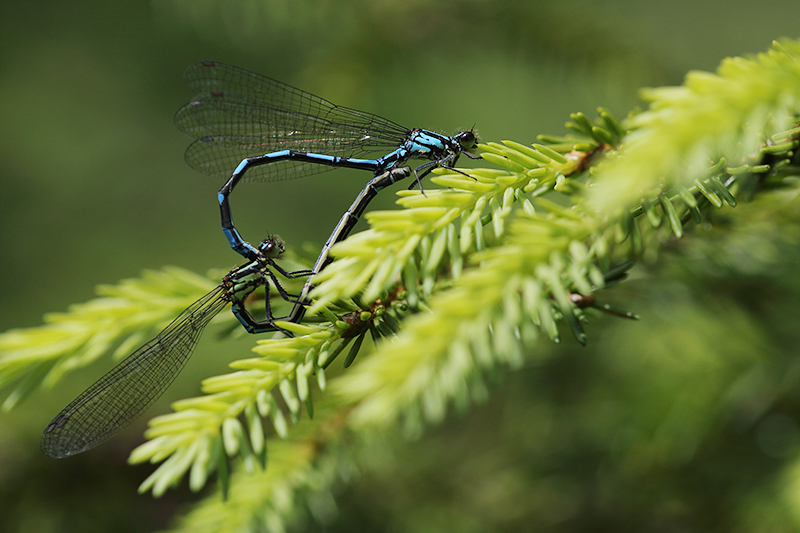 Paringswiel Siberische waterjuffer | Coenagrion hylas (ssp. freyi)