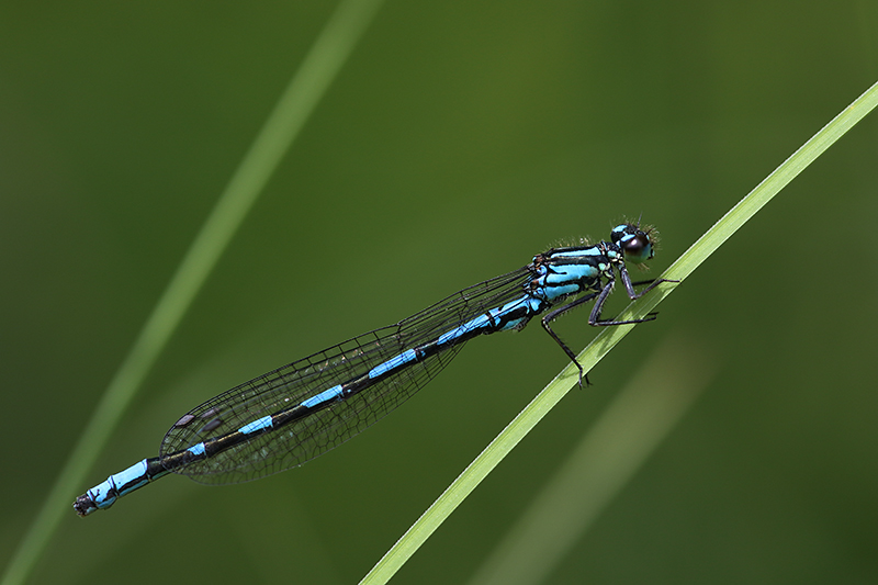 Mannetje Siberische waterjuffer | Coenagrion hylas (ssp. freyi)