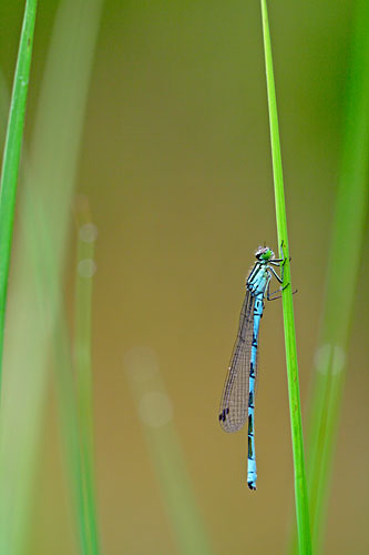 Mannetje Speerwaterjuffer | Coenagrion hastulatum