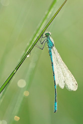 Mannetje Speerwaterjuffer | Coenagrion hastulatum