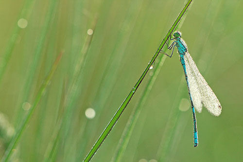 MannetjeSpeerwaterjuffer | Coenagrion hastulatum