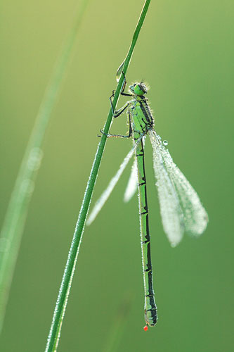 Vrouwtje Speerwaterjuffer | Coenagrion hastulatum