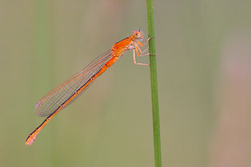 Tengere grasjuffer | Ischnura pumilio