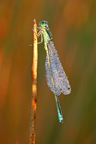 Tengere grasjuffer | Ischnura pumilio