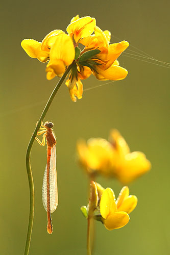 Tengere grasjuffer | Ischnura pumilio