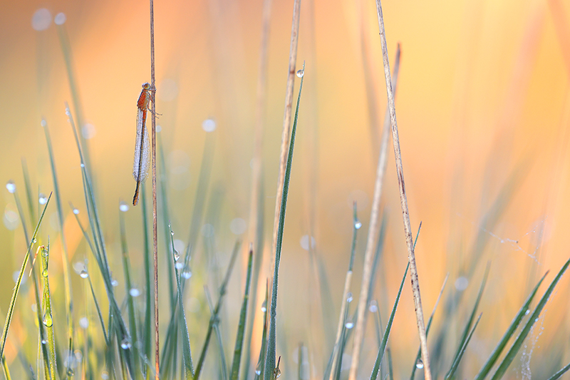 Tengere grasjuffer | Ischnura pumilio bij zonsopkomst.