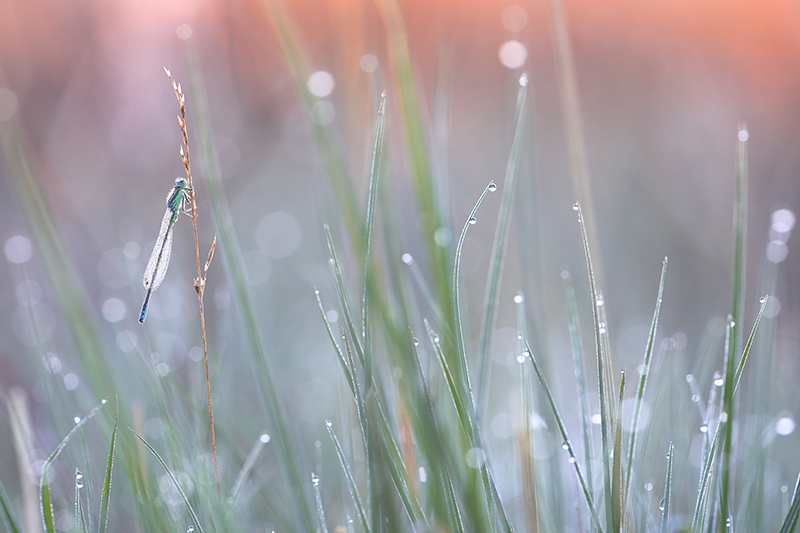 Tengere grasjuffer | Ischnura pumilio bij zonsopkomst.