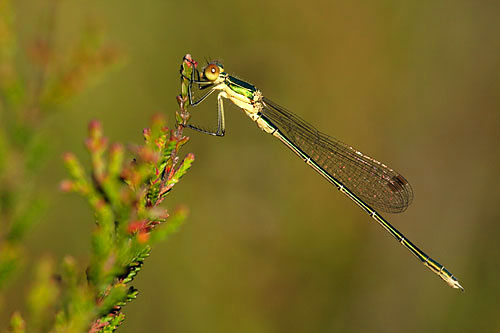 Tengere pantserjuffer - Lestes virens