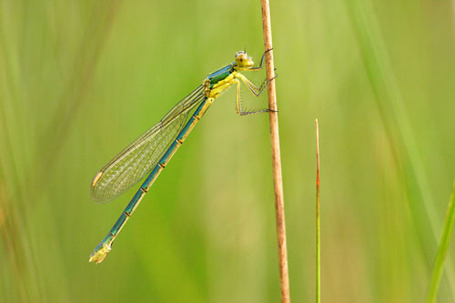 Tengere pantserjuffer - Lestes virens