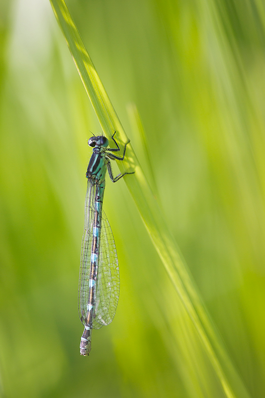 Vogelwaterjuffer | Coenagrion ornatum