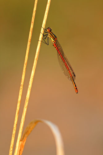 Vuurjuffer | Pyrrhosoma nymphula