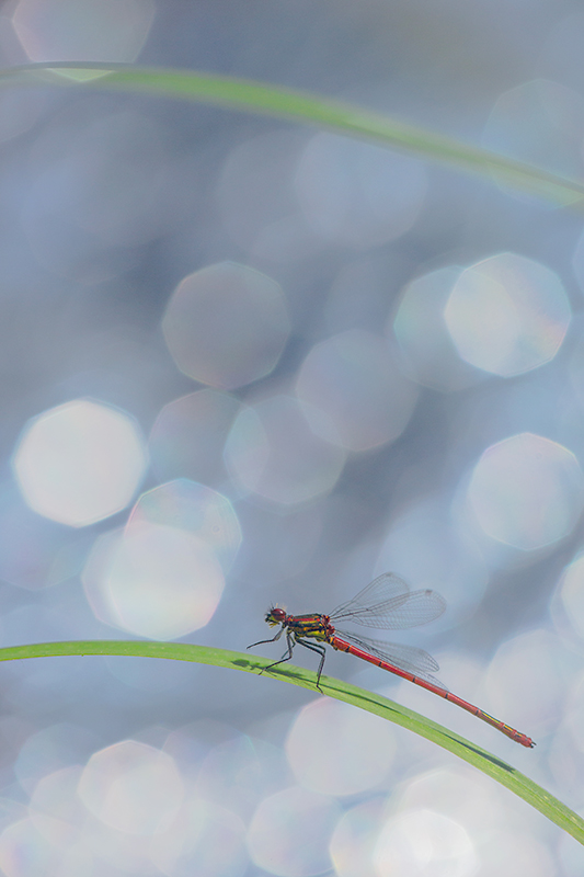 Waterjuffers bij je tuinvijver fotograferen.