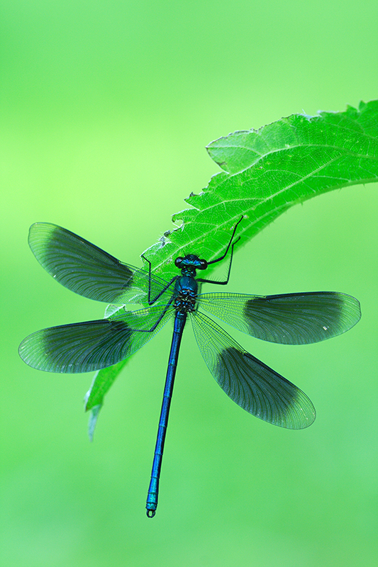 Weidebeekjuffer | Calopteryx splendens