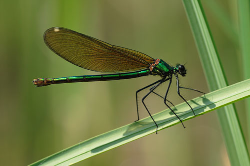 Weidebeekjuffer | Calopteryx splendens