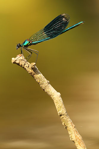 Weidebeekjuffer | Calopteryx splendens