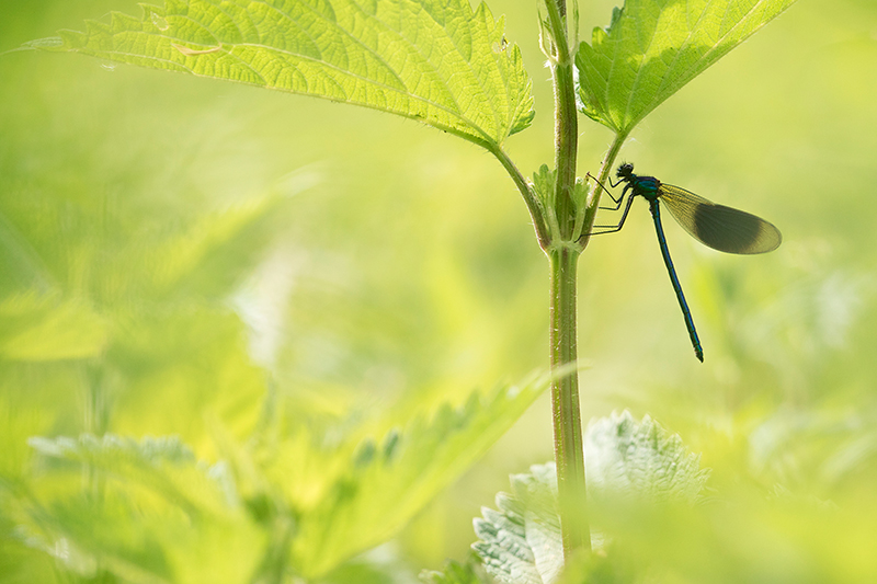 Weidebeekjuffer | Calopteryx splendens