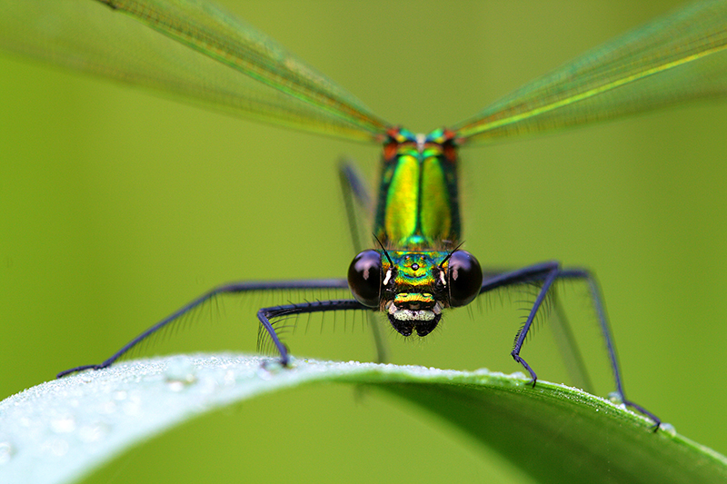 Weidebeekjuffer | Calopteryx splendens