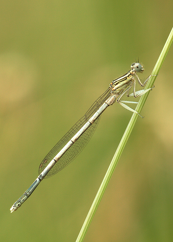 Witte breedscheenjuffer | Platycnemis latipes