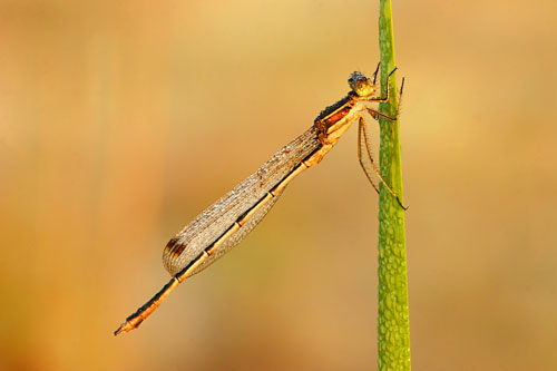 Zwervende pantserjuffer | Lestes barbarus