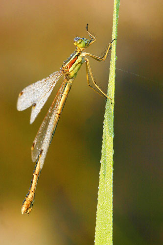 Zwervende pantserjuffer | Lestes barbarus