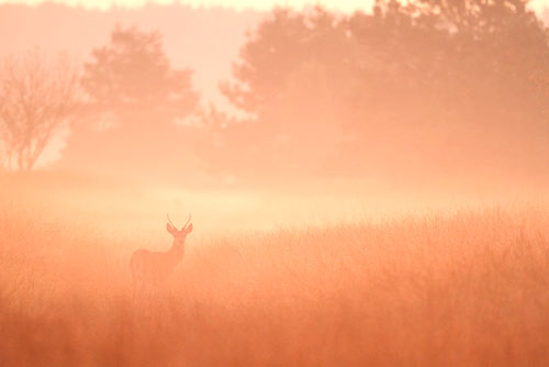 Edelhert | Cervus elaphus op de Veluwe.