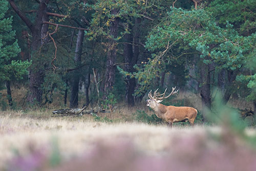 Burlend Edelhert | Cervus elaphus op de Veluwe.