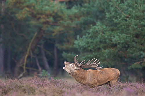 Burlend Edelhert | Cervus elaphus op de Veluwe.