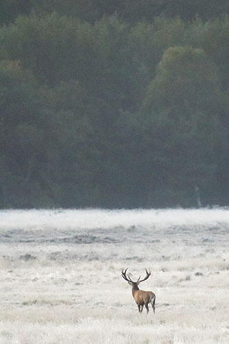 Edelhert | Cervus elaphus op de Veluwe.