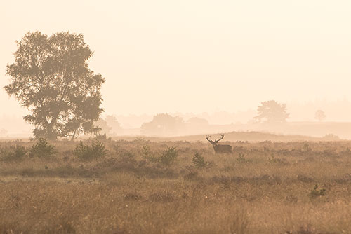 Edelhert in de mist op de Veluwe.