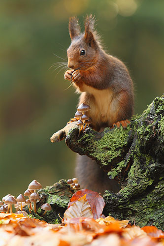 Eekhoorn | Sciurus vulgaris eet pinda's