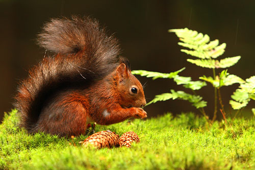 Eekhoorn | Sciurus vulgaris eet pinda's