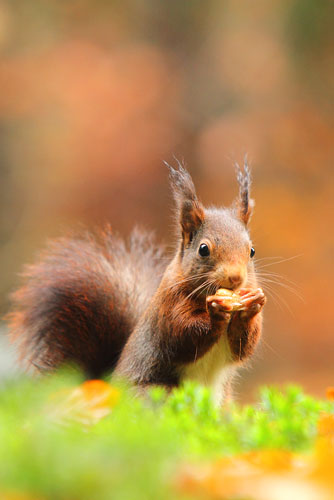 Fotogenieke Eekhoorn | Sciurus vulgaris