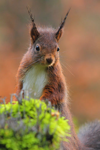 Portret Eekhoorn | Sciurus vulgaris