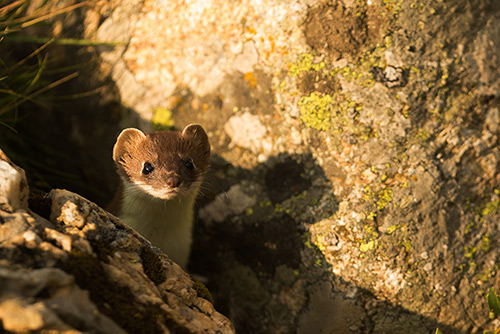 Nieuwsgierige Hermelijn | Mustela erminea