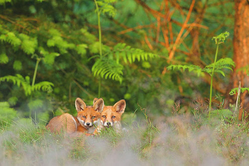 Twee jonge Vosjes | Vulpes vulpes op de uitkijk.