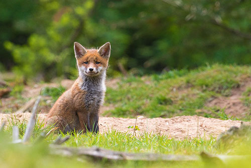 Jong Vosje | Vulpes vulpes op de uitkijk.