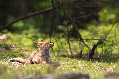 Jong Vosje | Vulpes vulpes op de uitkijk.