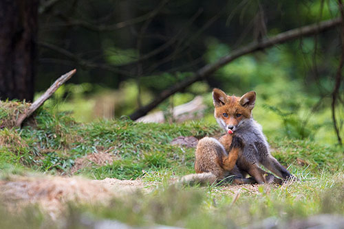 Vossen welpje | Vulpes vulpes op de uitkijk.