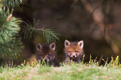 Twee Vossen welpjes | Vulpes vulpes op de uitkijk.