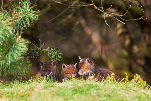 Drie Vossen welpjes | Vulpes vulpes op de uitkijk.