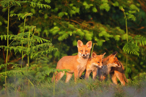 Drie jonge Vosjes | Vulpes vulpes op de uitkijk.