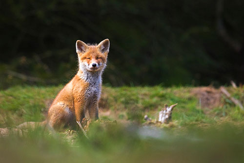 Vossen welpje | Vulpes vulpes op de uitkijk.