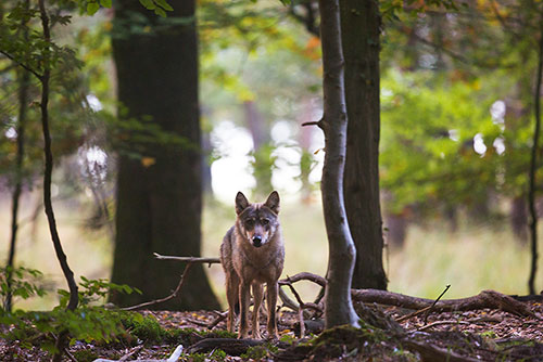 Wolf op de Veluwe.