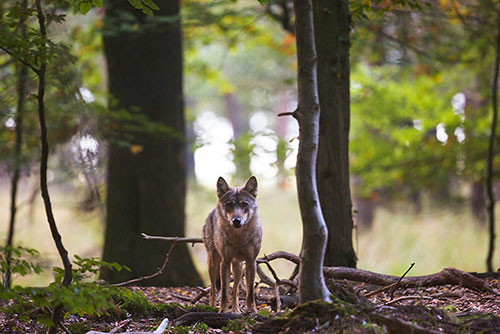 De Wolf | Canis lupus op de Veluwe