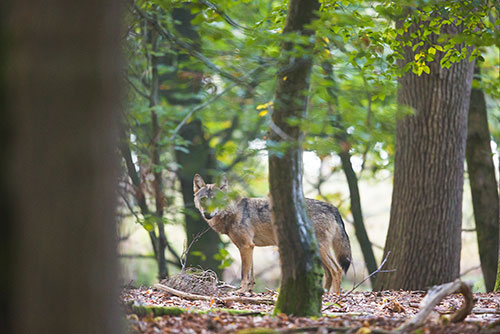 Zeldzame Nederlandse Wolf | Canis lupus op de Veluwe.