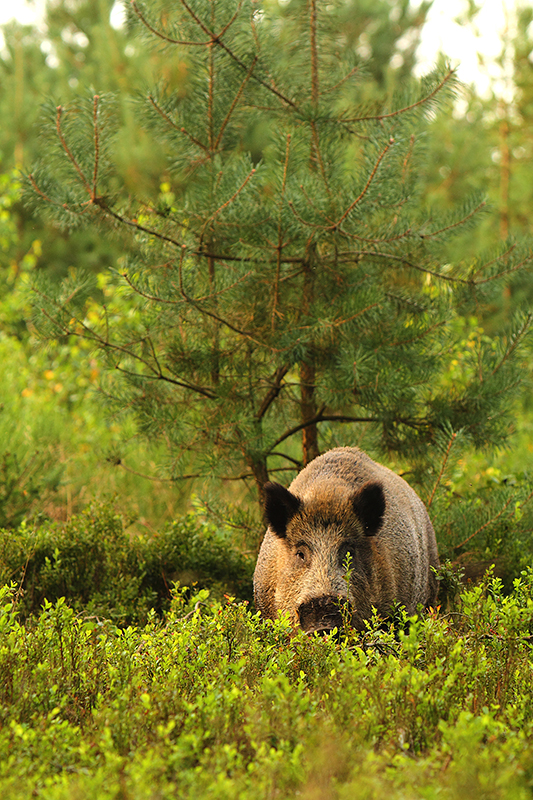 Wild zwijn | Sus scrofa